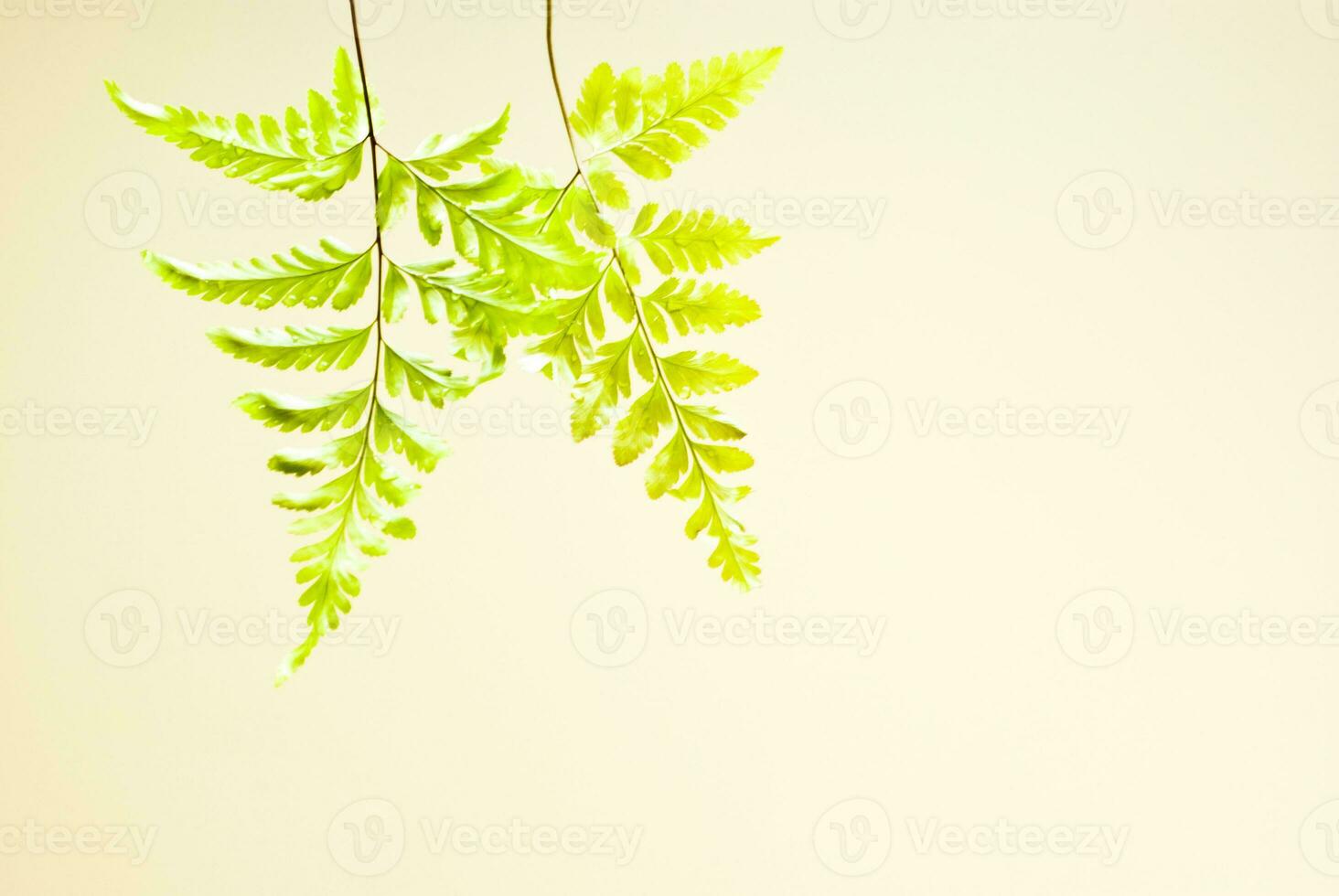 Freshness green of fern leaves on white background photo