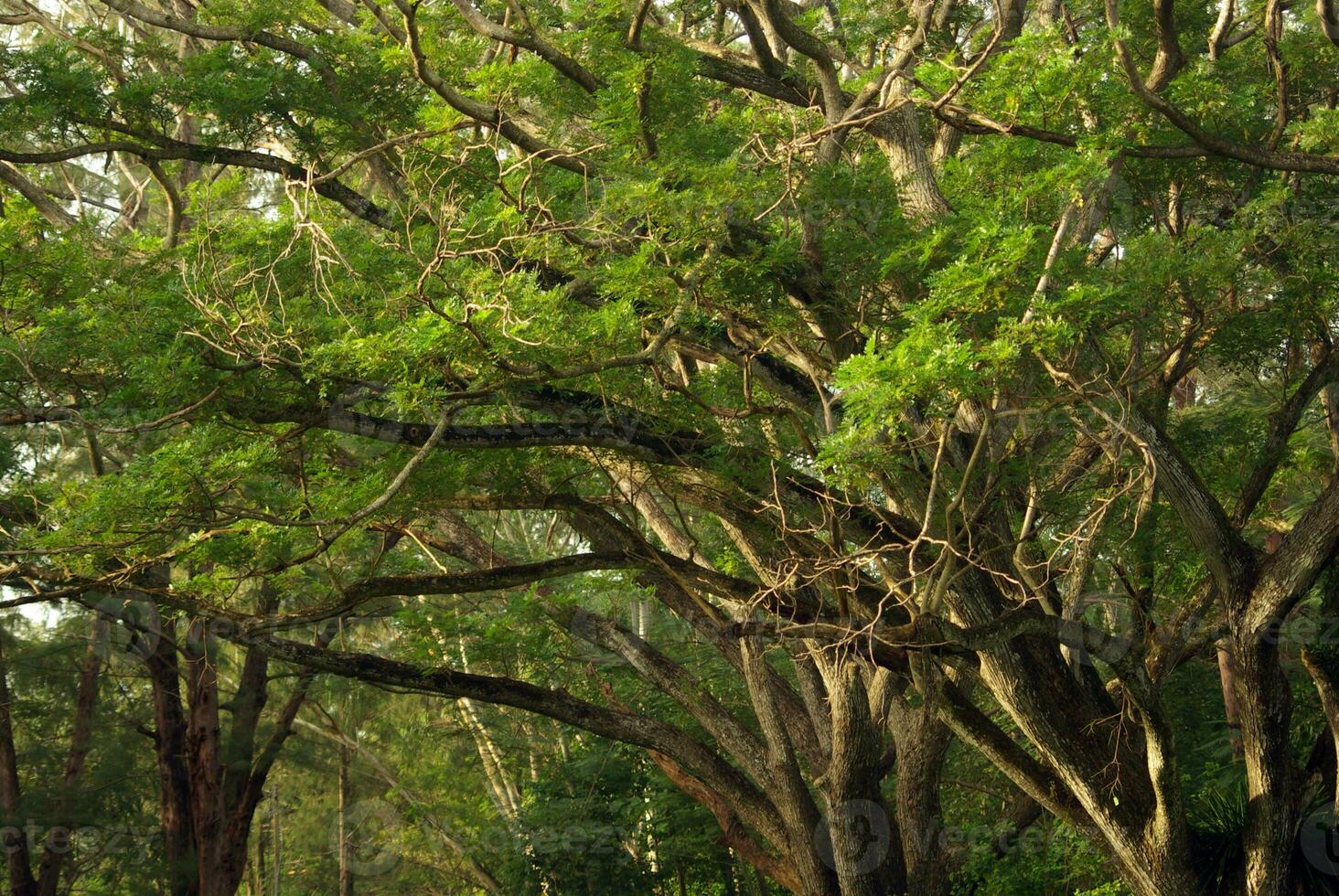 Shade of Rain-tree canopy Big tree in the forest photo