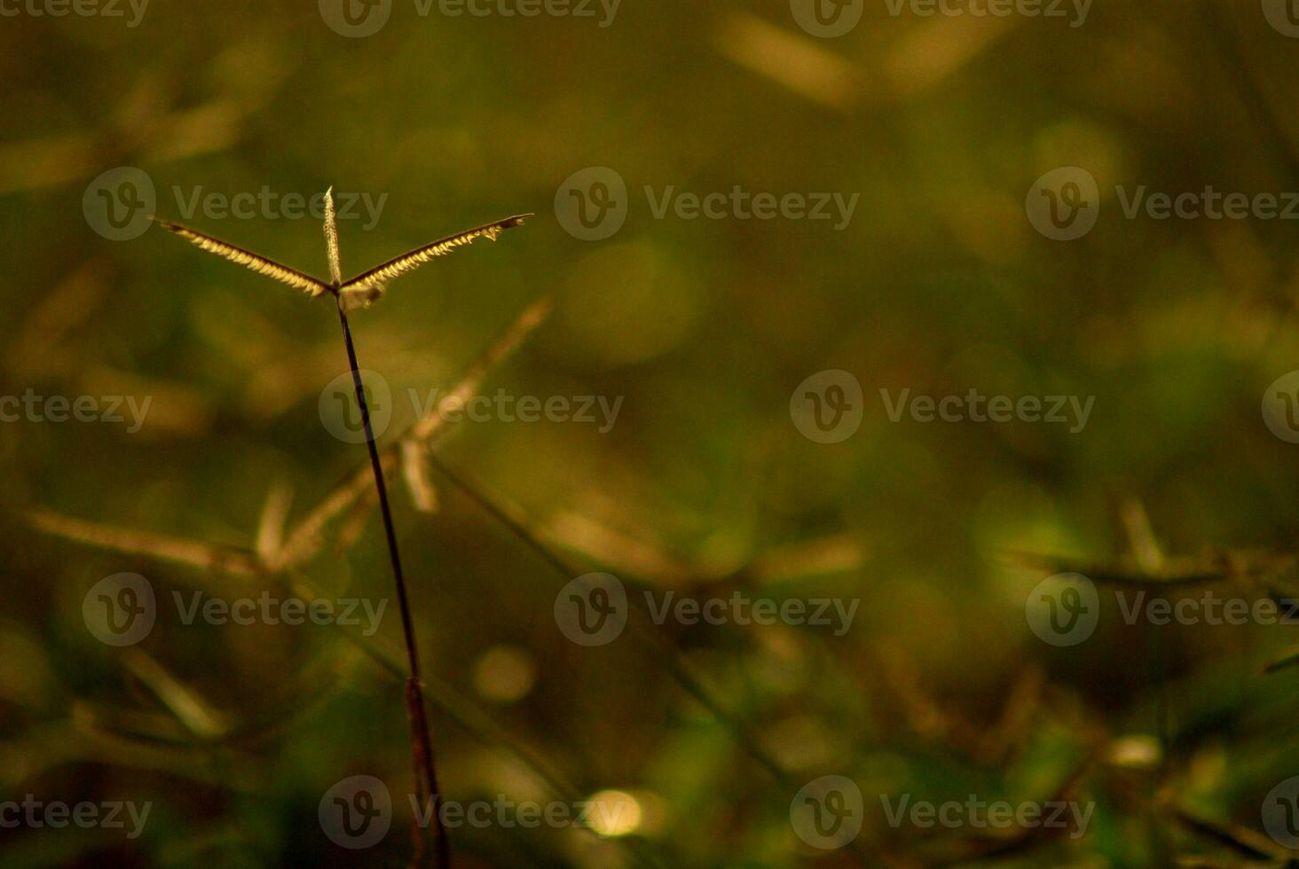 Crowfoot grass weed field in the morning light photo