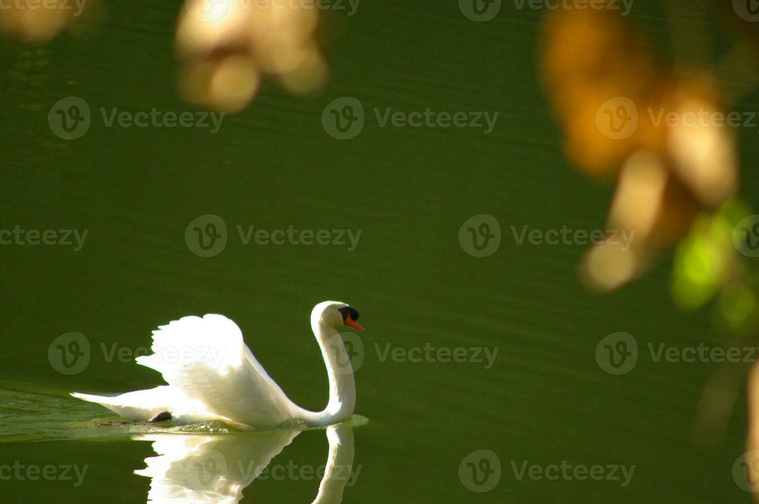 Graceful swan on a perfectly calm lake with mirror-like reflection photo