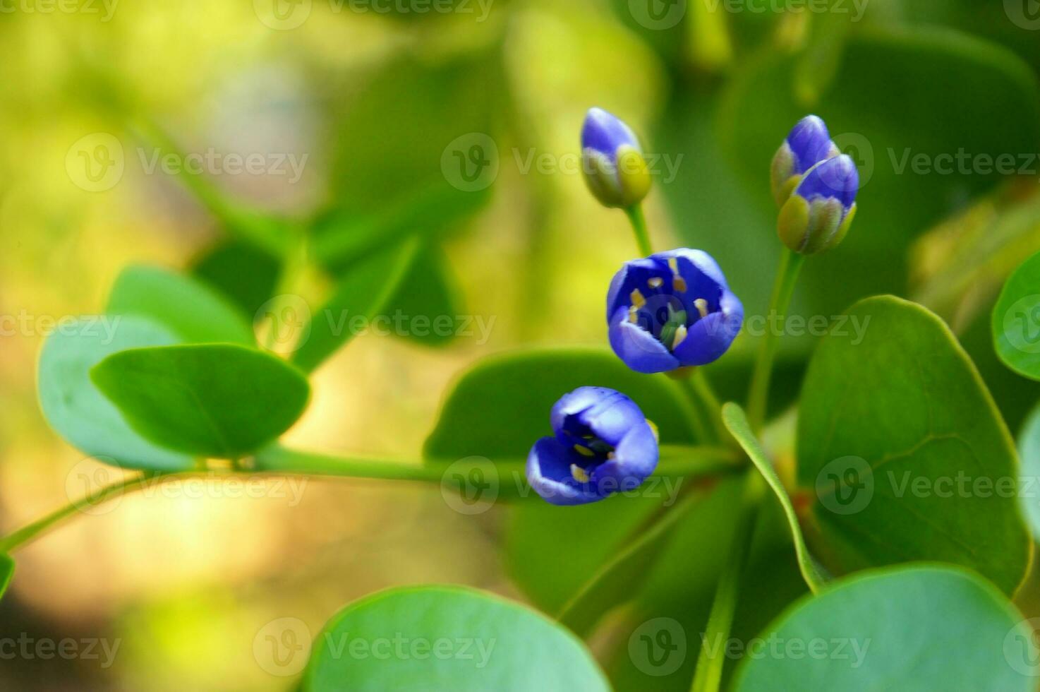 pequeñas flores moradas del género guaiacum árbol de madera de lignum vitae foto