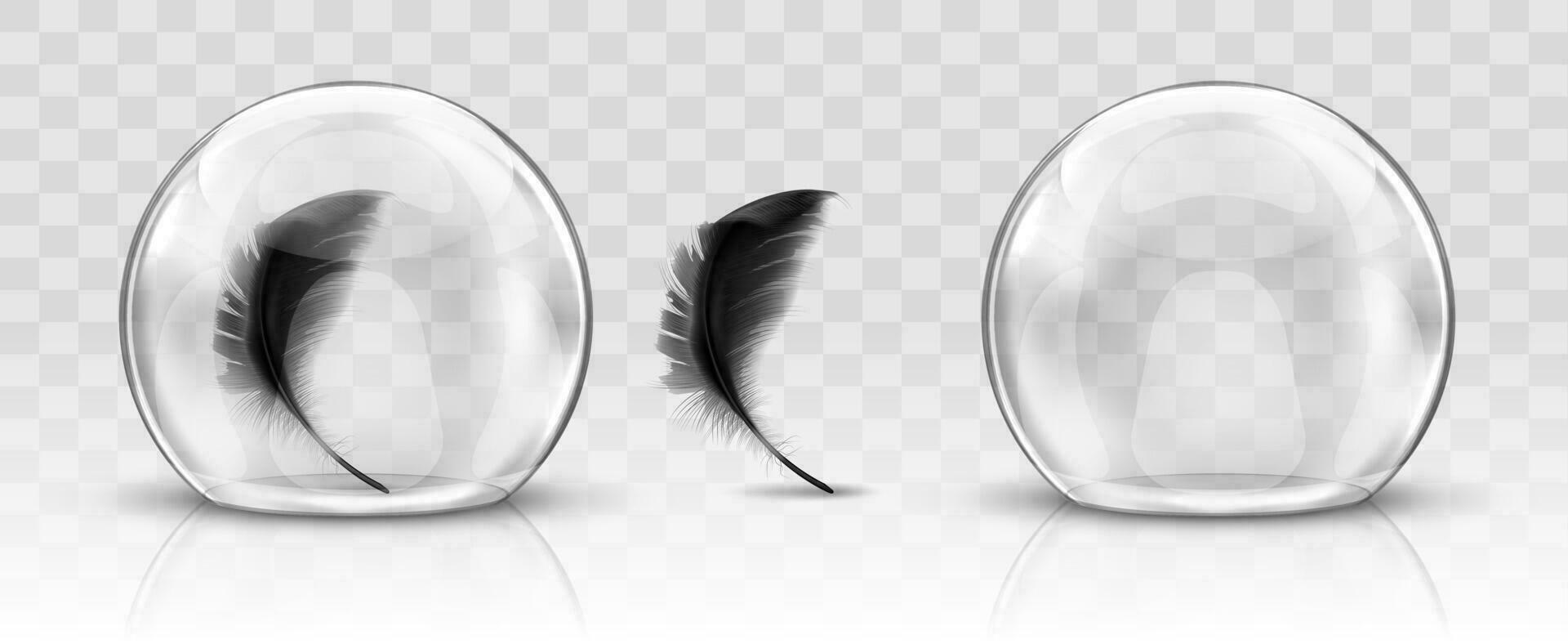 Glass dome or sphere and black feather realistic vector