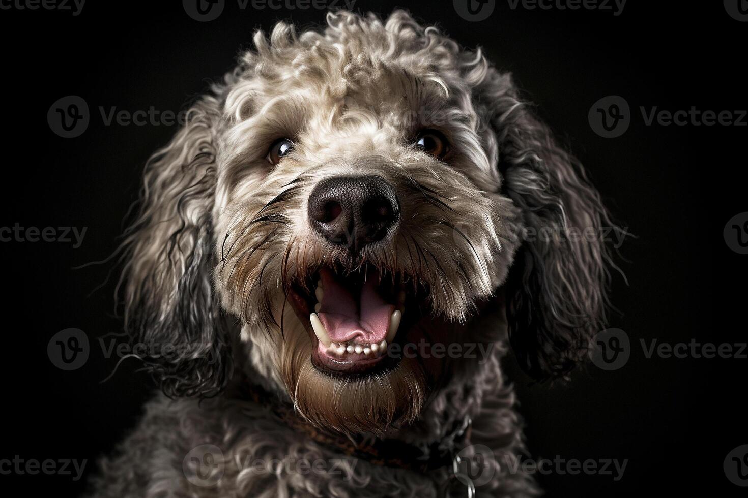 ai generado gracioso alegre Rizado mullido gris perro retrato en un oscuro antecedentes lagoto romagnolo mascota amor generativo ai foto