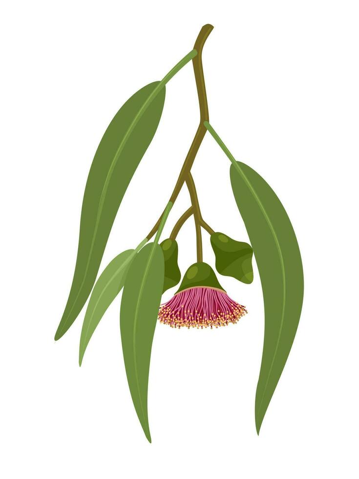 Vector illustration, Eucalyptus caesia, also called gumnuts, Gungurru or Silver Princess, isolated on white background.