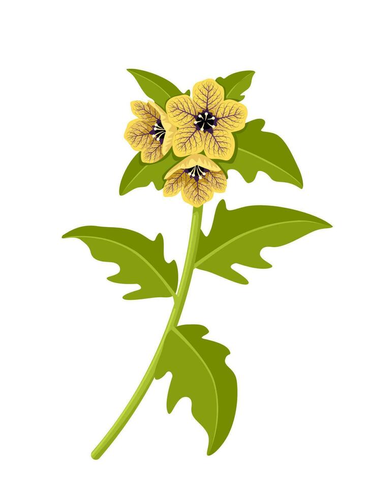 Vector illustration, Hyoscyamus niger, commonly known as henbane, isolated on white background.