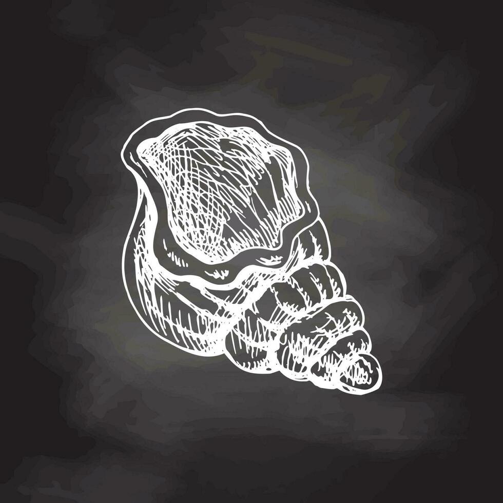 Hand drawn  sketch of  seashell, clam, conch. Scallop sea shell, sketch style vector illustration isolated on chalkboard  background.