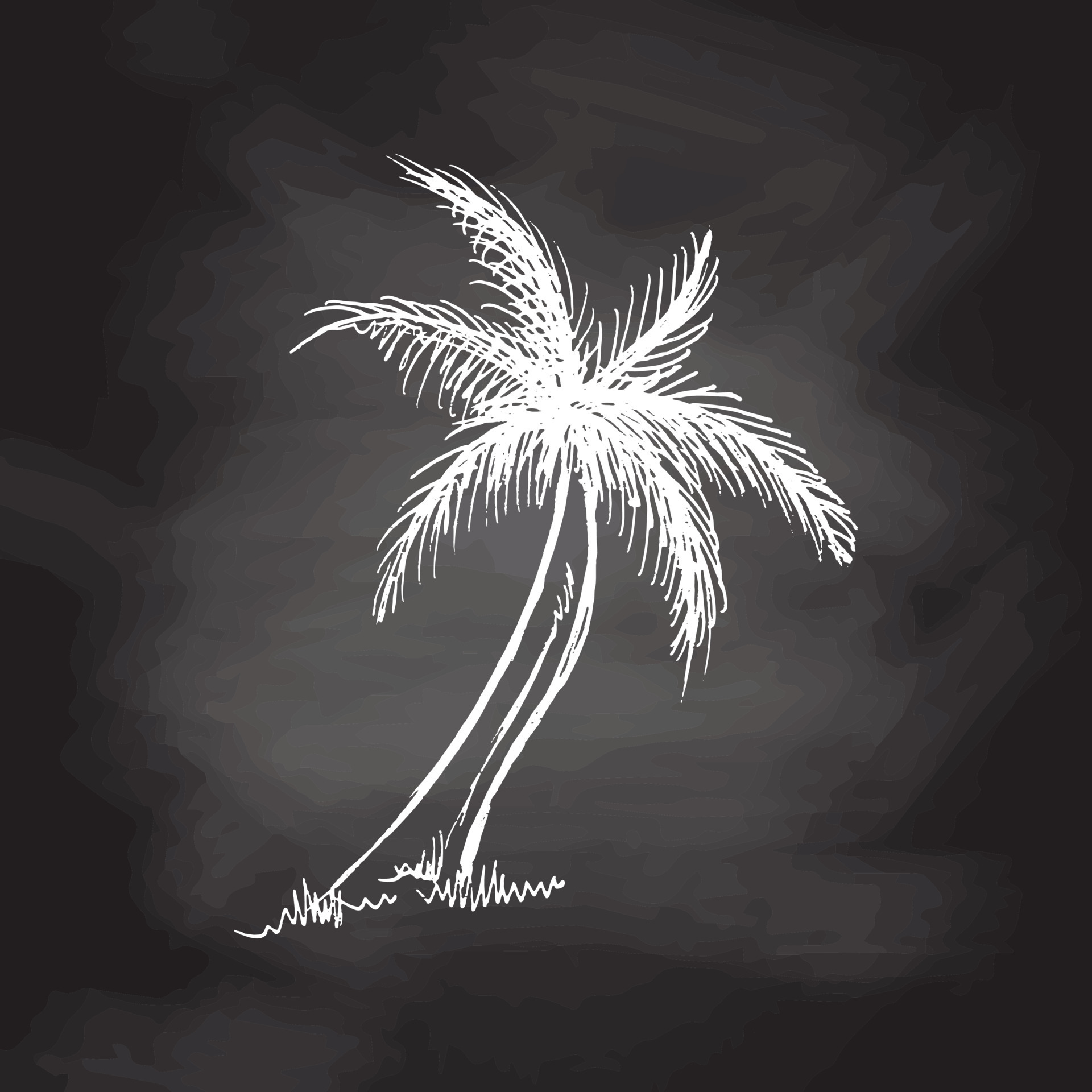 Hand drawn sketch of palm tree. Vintage vector illustration isolated on