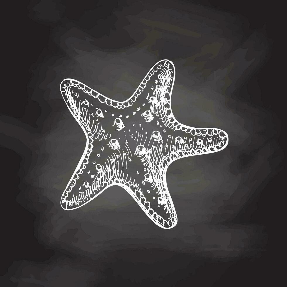 Hand drawn white sketch of marine Starfish,  ocean aquatic underwater vector. Engraving illustration on chalkboard background. vector
