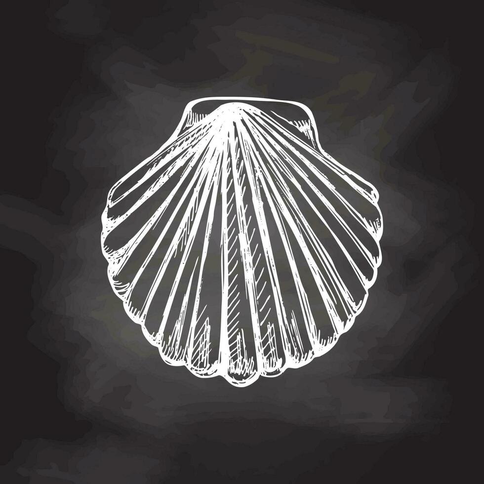 Realistic hand drawn sketch of saltwater scallop seashell, clam, conch. Scallop sea shell, sketch style vector illustration isolated on chalkboard  background.