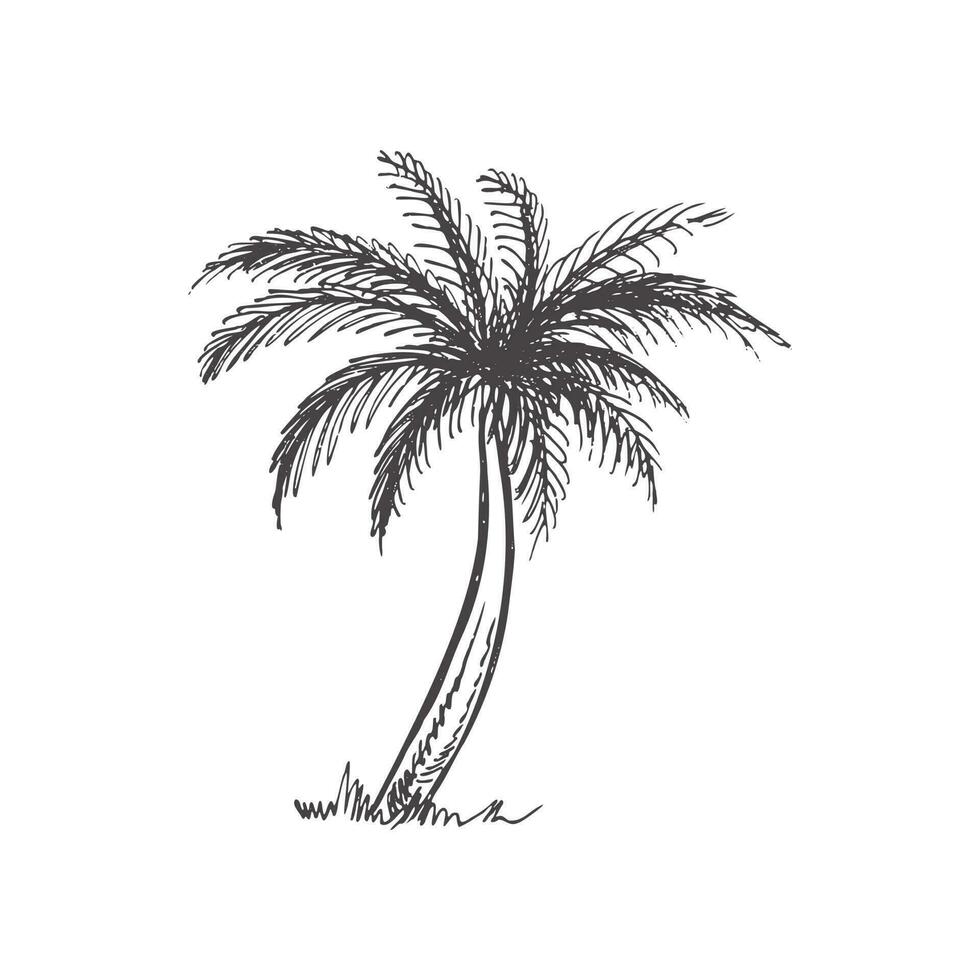 Hand drawn  sketch of palm tree. Vintage vector illustration isolated on white background. Doodle drawing.