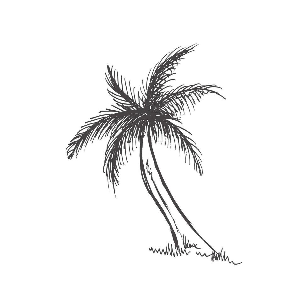 Hand drawn  sketch of palm tree. Vintage vector illustration isolated on white background. Doodle drawing.