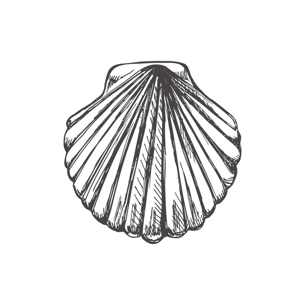 Realistic hand drawn sketch of saltwater scallop seashell, clam, conch. Scallop sea shell, sketch style vector illustration isolated on white background.