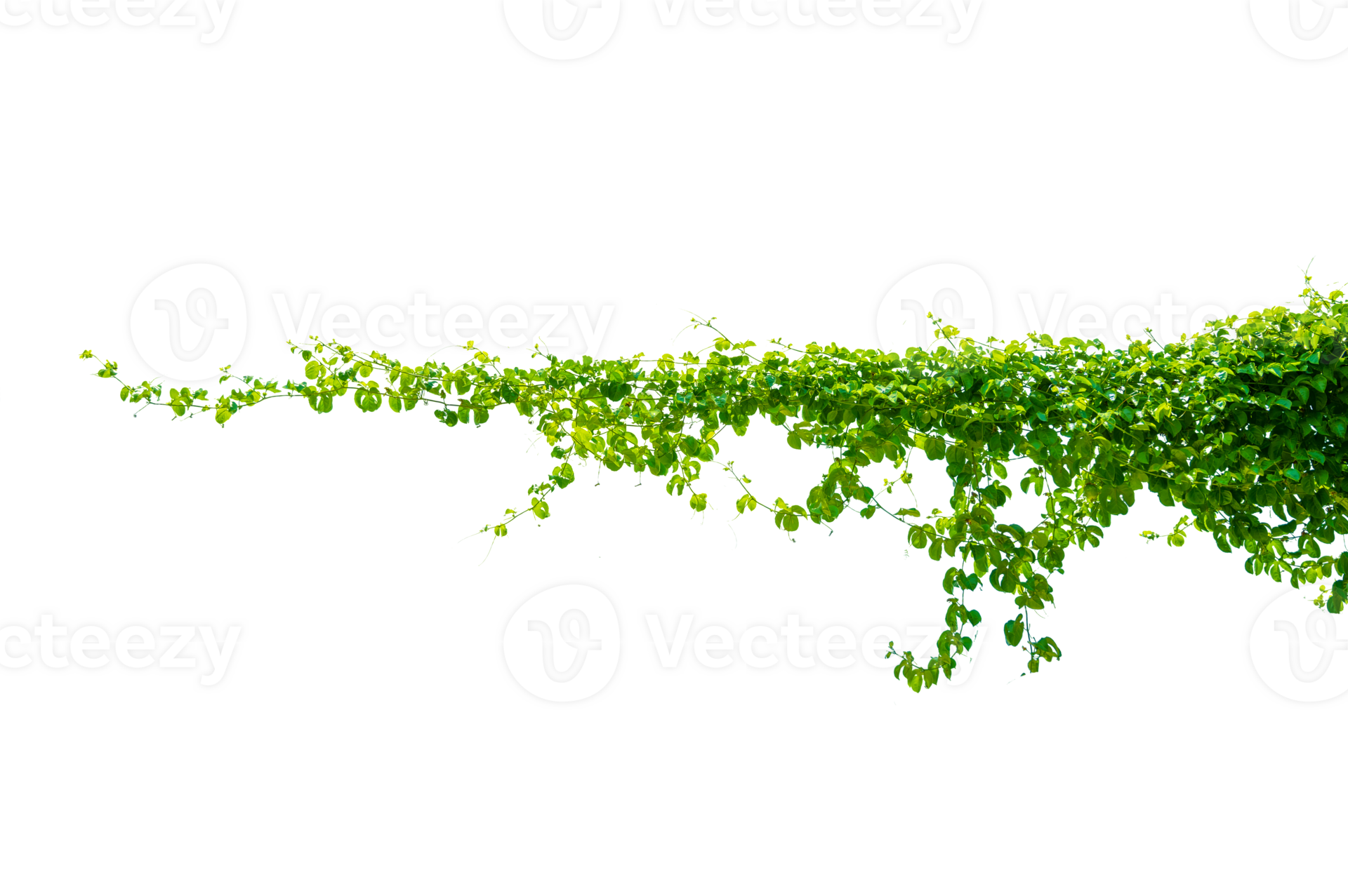 leaf vine Isolate on transparent background PNG file 23886925 PNG