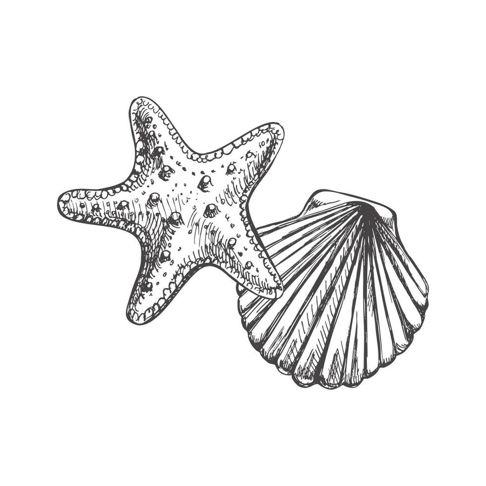 Realistic hand drawn sketch of saltwater scallop seashell, clam, conch and marine Starfish. Scallop sea shell, sketch style vector illustration isolated on white background.