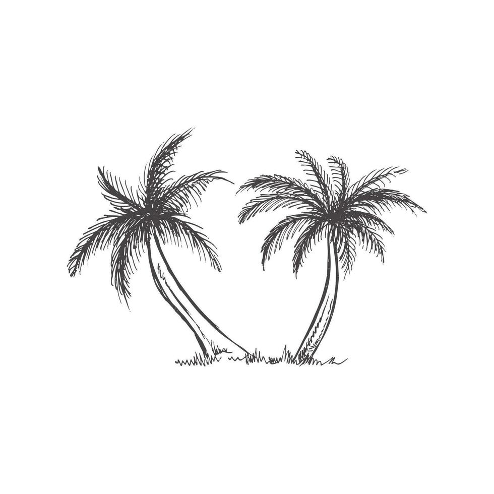 Hand drawn sketch of palm trees. Vintage vector illustration isolated on white background. Doodle drawing.