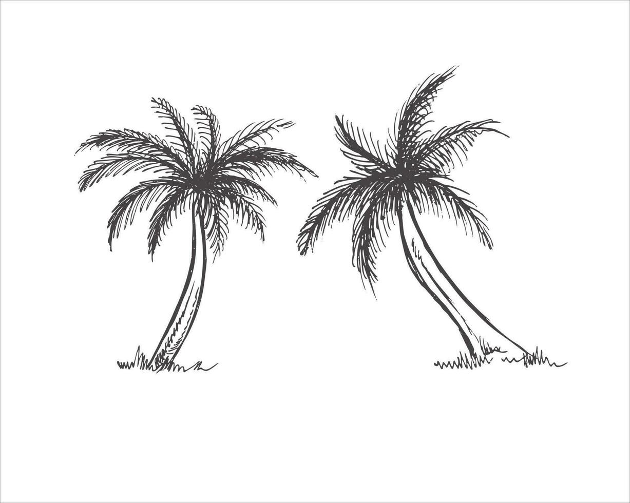 Hand drawn sketch of palm trees. Vintage vector illustration isolated on white background. Doodle drawing.