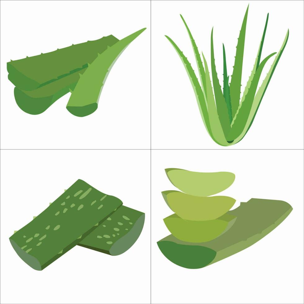 Aloe Vera vector art work.