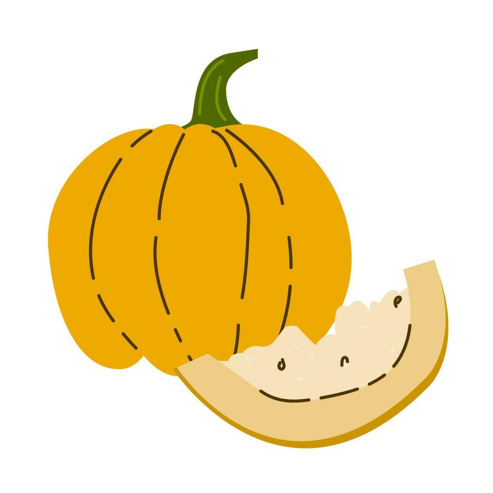 Hand drawn pumpkin. Autumn, fall, thanksgiving and halloween decoration. Cute pumpkin vector illustration