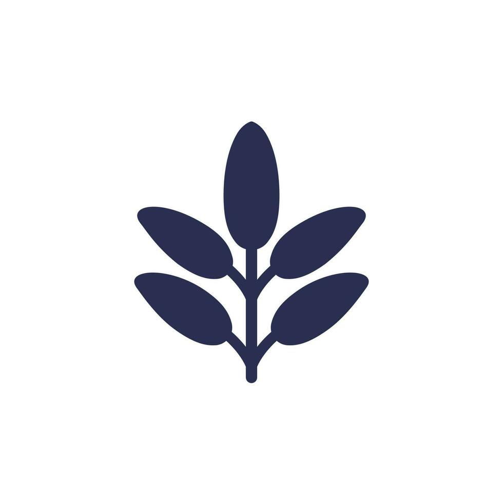 Sage icon on white, vector