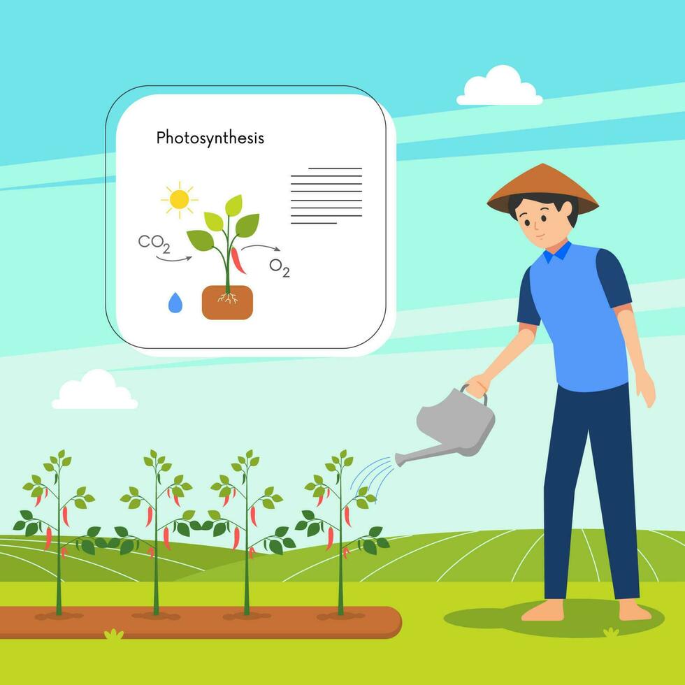 the farmer waters the plants, and explains photosynthesis vector