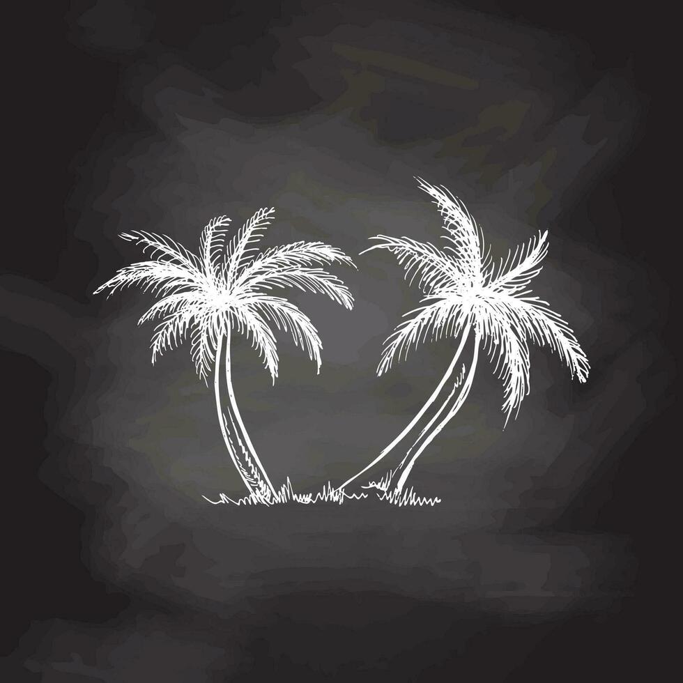 Hand drawn sketch of palm trees. Vintage vector illustration isolated on chalkboard  background. Doodle drawing.