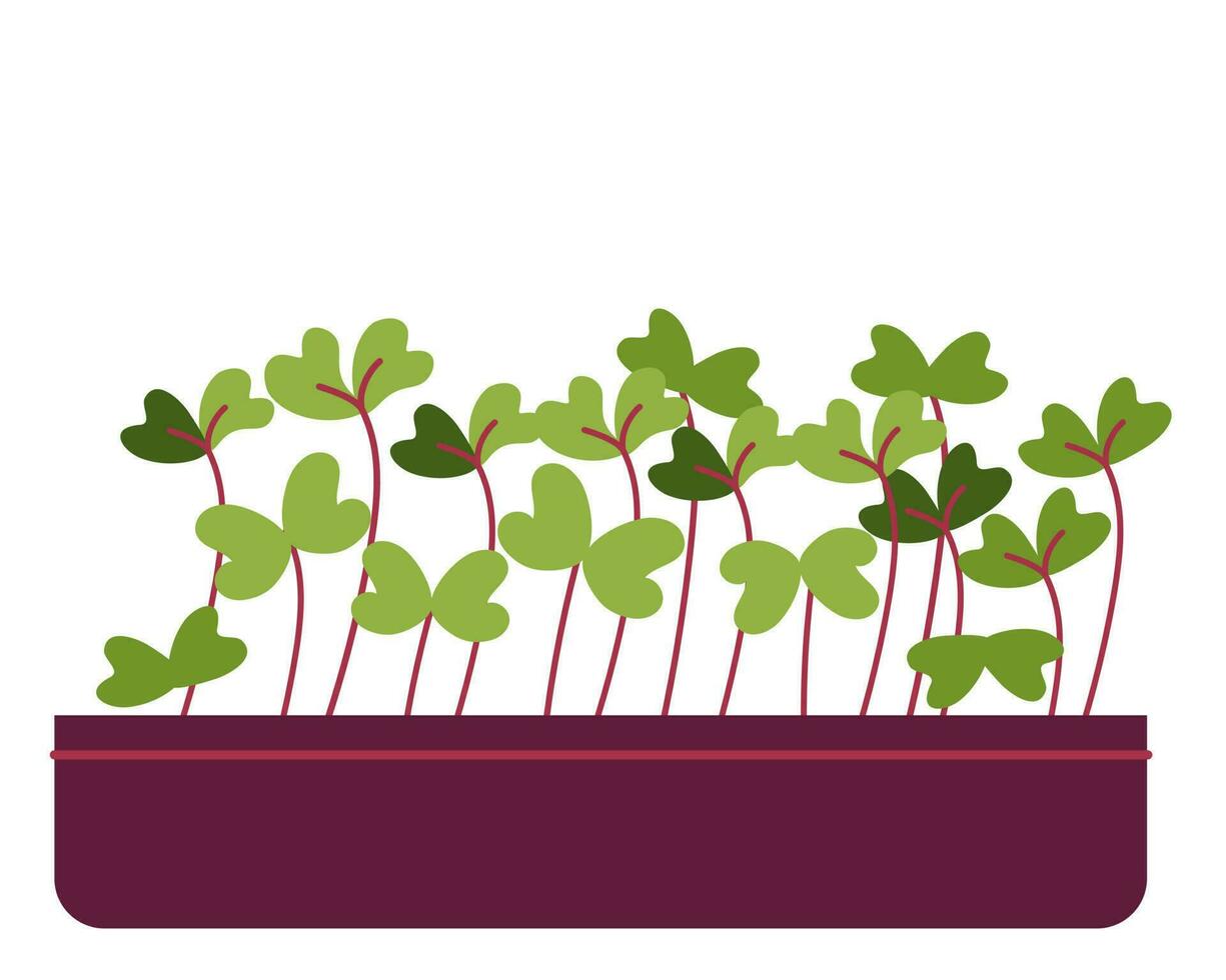 microgreens rábano y colinabo vector