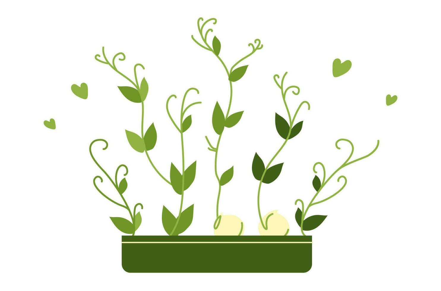 Microgreen peas in a pot vector