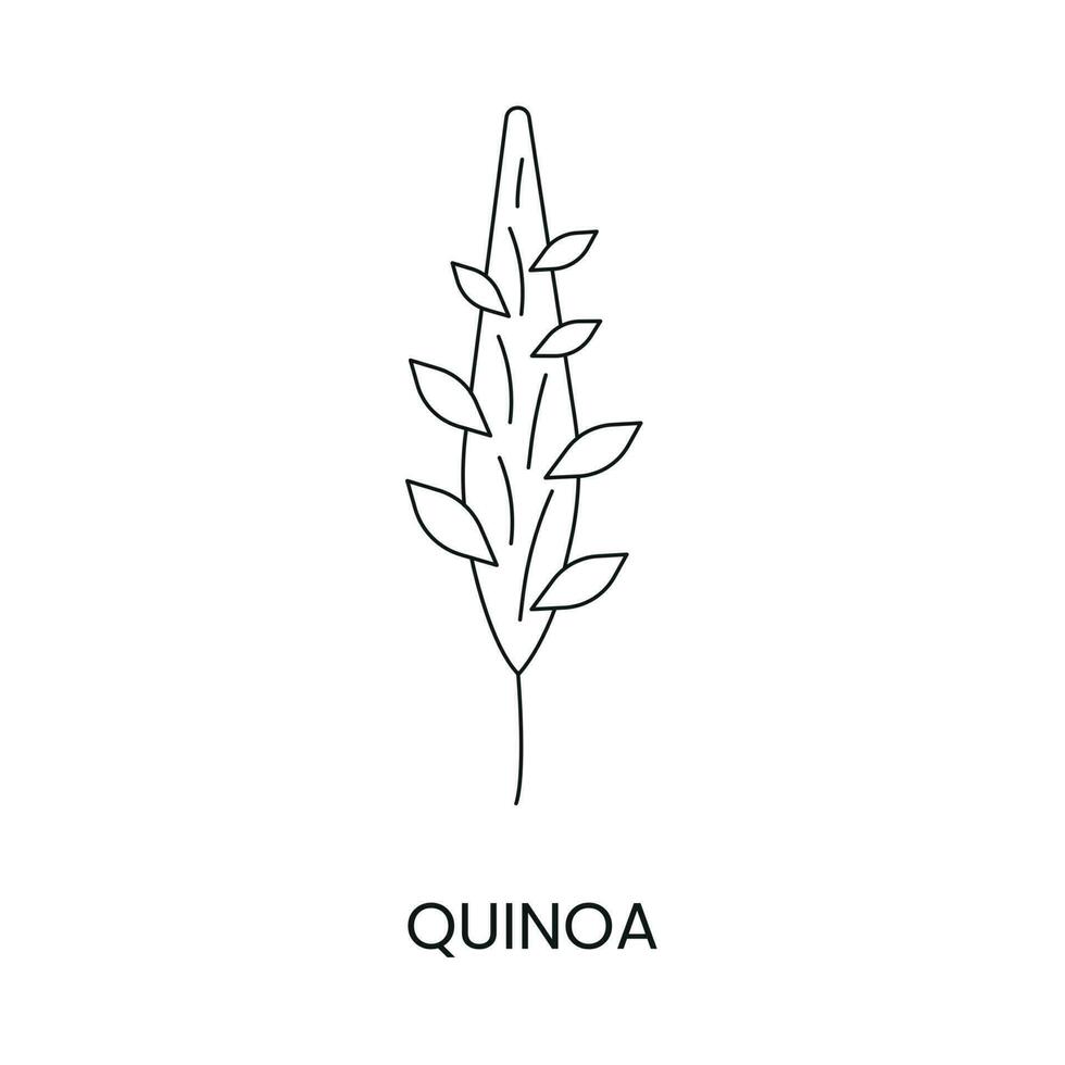 Quinoa line icon in vector, illustration of a cereal plant. vector