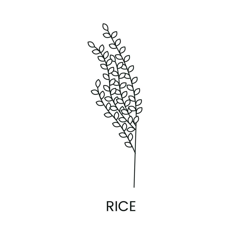 Rice line icon in vector, illustration of a cereal plant. vector
