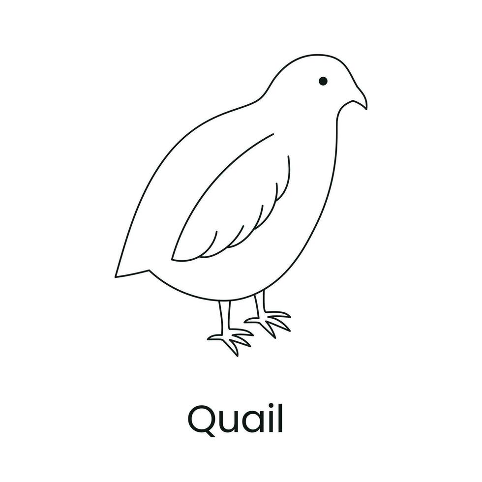 Quail icon linear in vector, illustration of a bird. vector