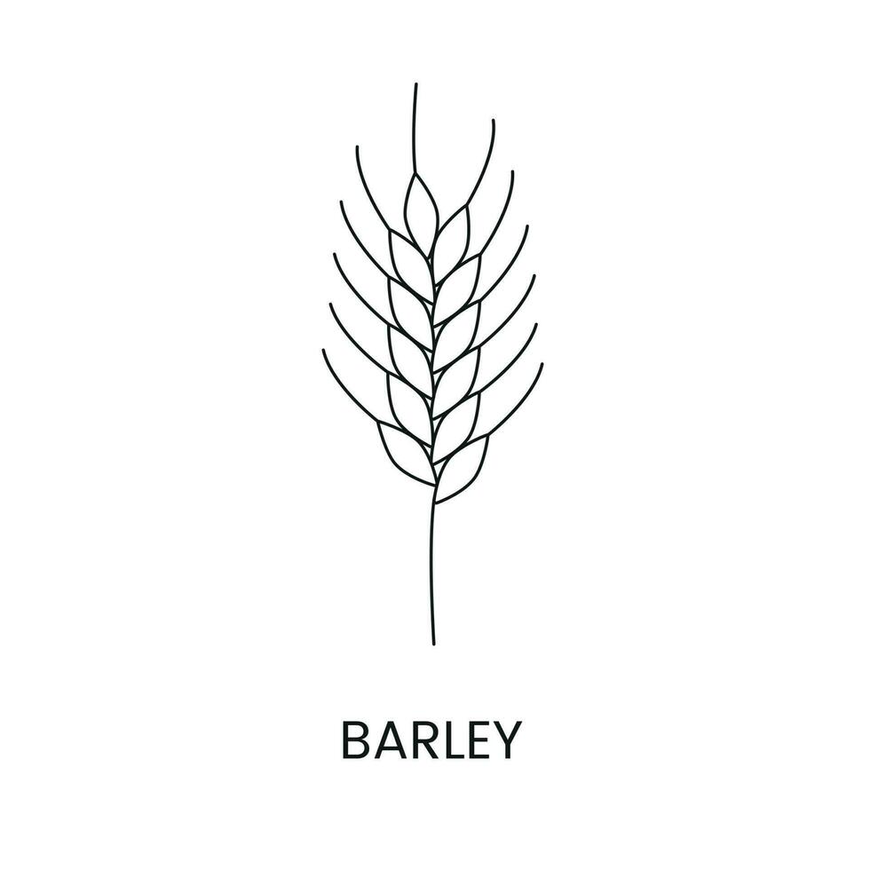 Barley line icon in vector, illustration of a cereal plant. vector