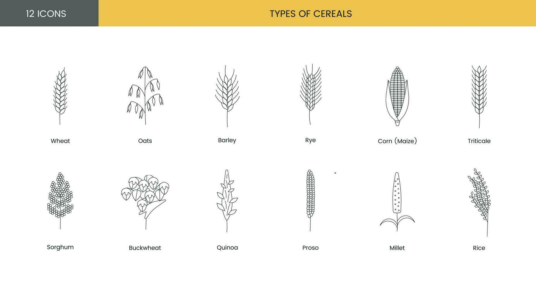 The set of icons of grain plants includes wheat, oats and barley, rye and corn, triticale and sorghum, buckwheat and quinoa, prosho or millet, rice. Vector line illustration.
