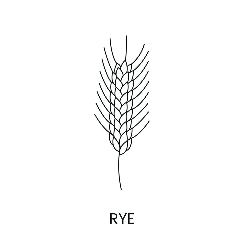 Rye line icon in vector, illustration of a cereal plant. vector