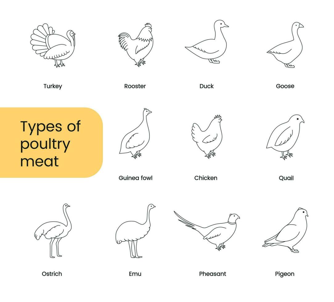 Types of poultry meat, set of linear icons in vector, birds illustration. vector