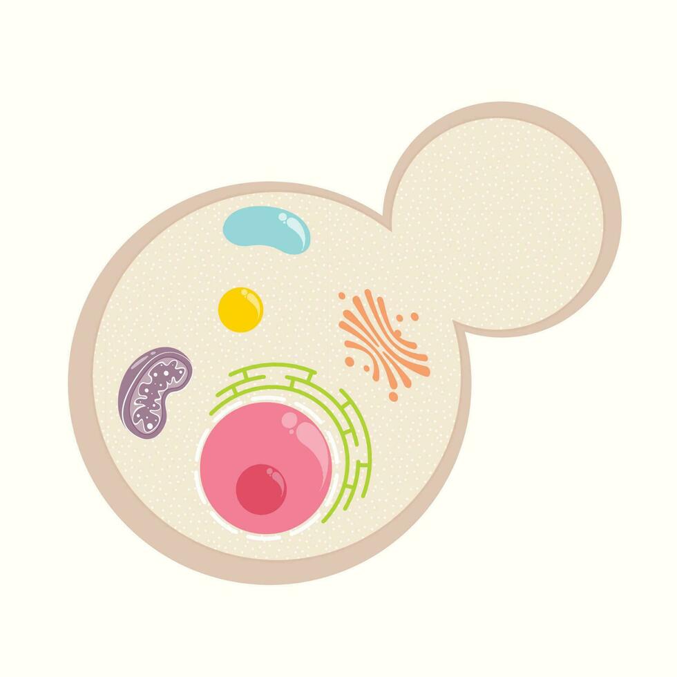 Yeast cell with basic organelles vector template graphic background