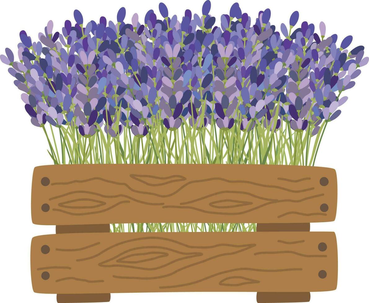 lavanda flores elementos. vector