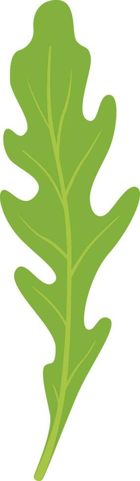 Rúcula rúcula, cohete ensalada Fresco verde hojas vector