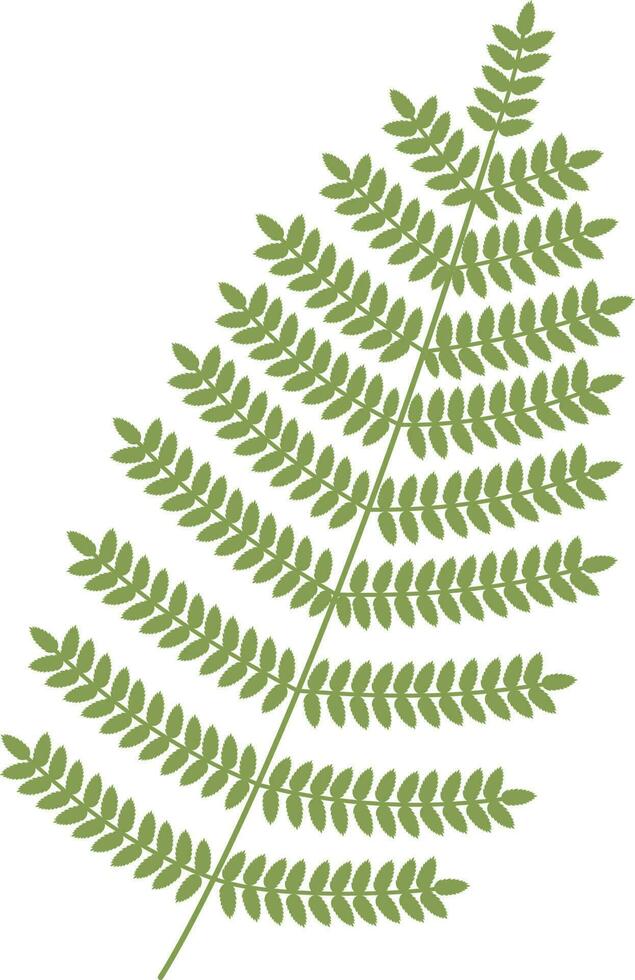 tropical leaf illustration vector