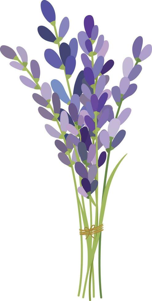 lavender flowers elements. vector