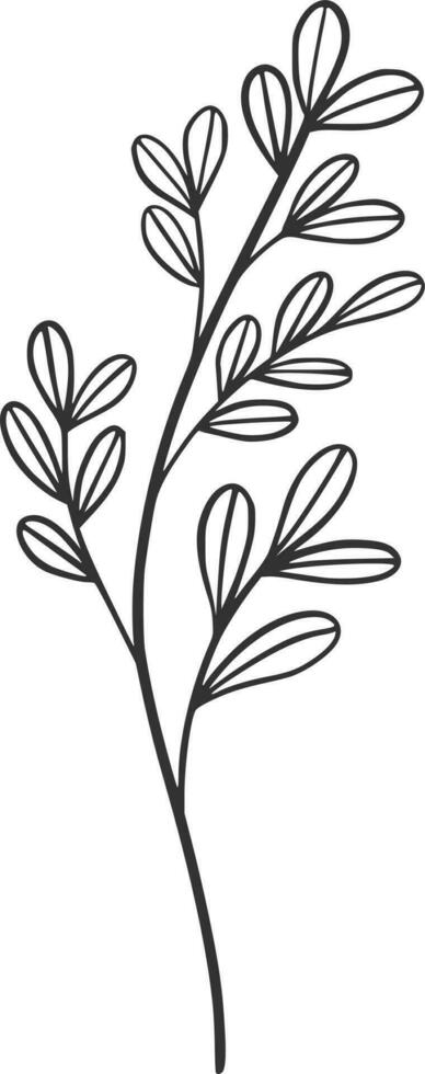 Botanical line art, vector, design, illustration, graphic, clipart vector