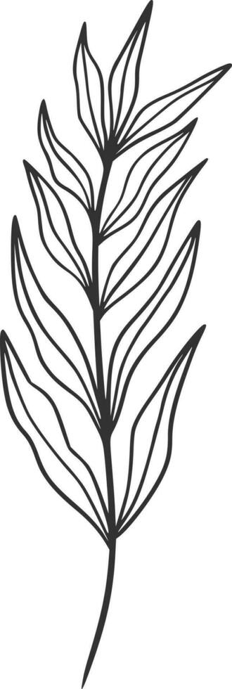 Botanical line art, vector, design, illustration, graphic, clipart vector