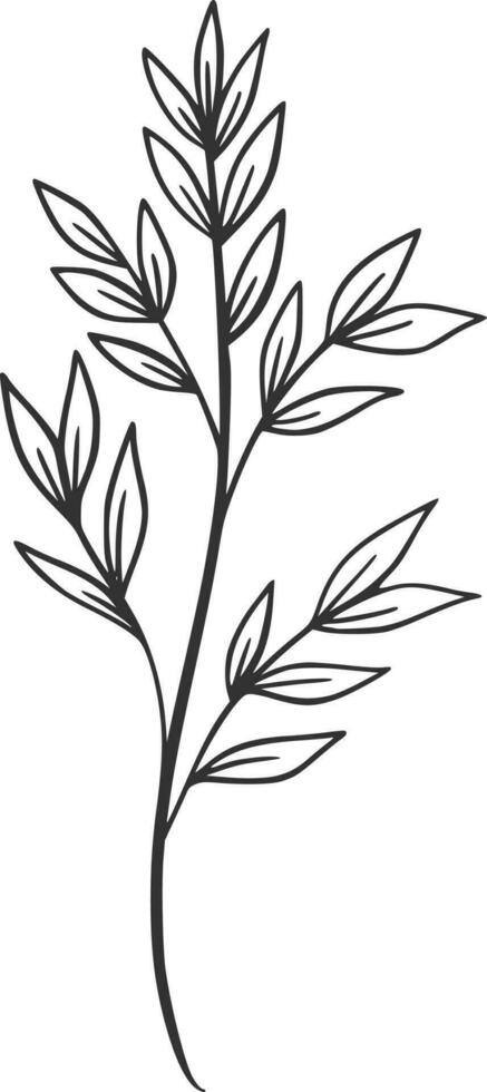 Botanical line art, vector, design, illustration, graphic, clipart vector