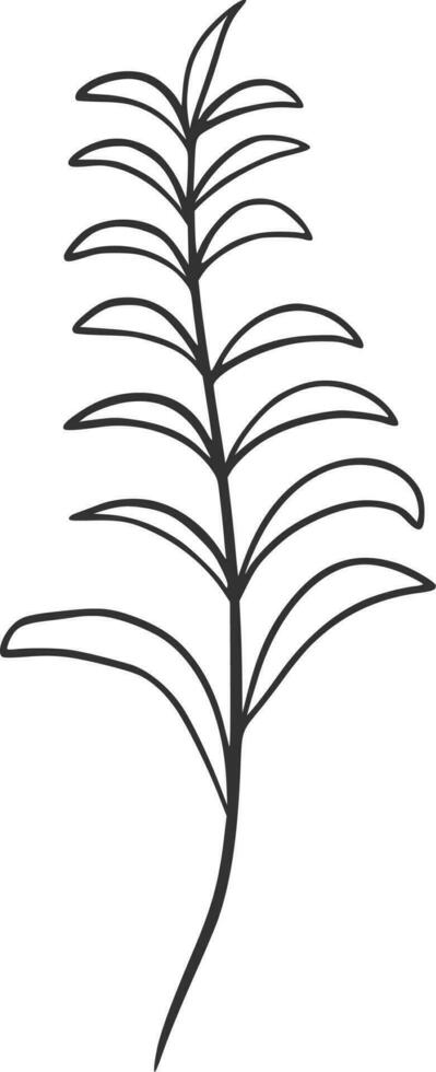 Botanical line art, vector, design, illustration, graphic, clipart vector