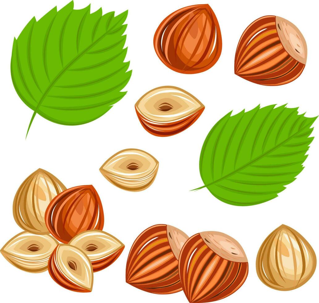 Hazelnut from shelled nut to nut without shell, cut in halves and
