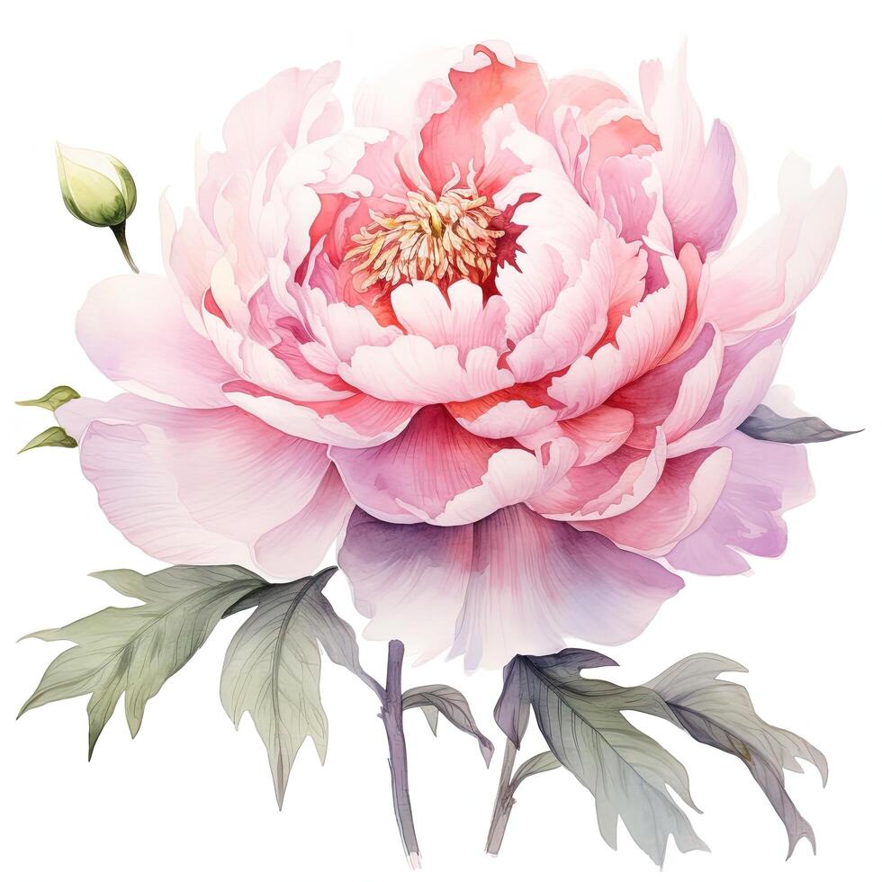 Watercolor beautiful peony flower. Illustration photo
