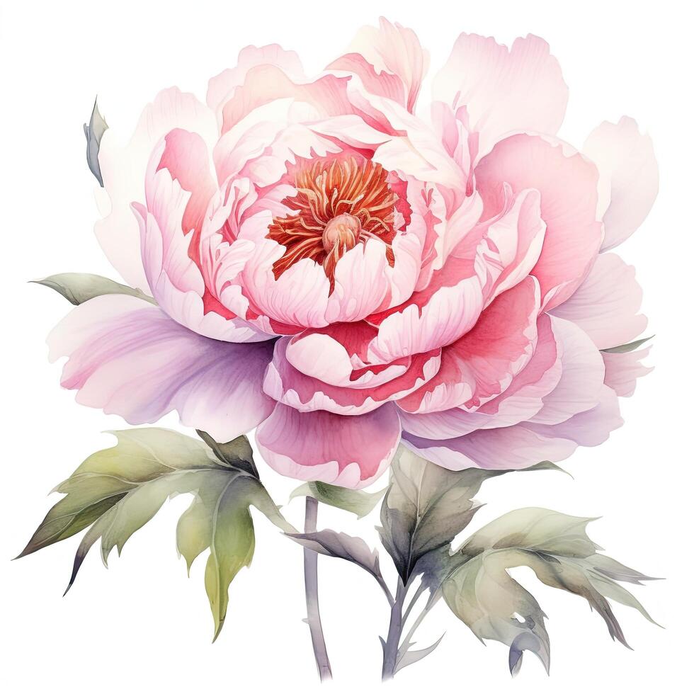 Watercolor beautiful peony flower. Illustration photo