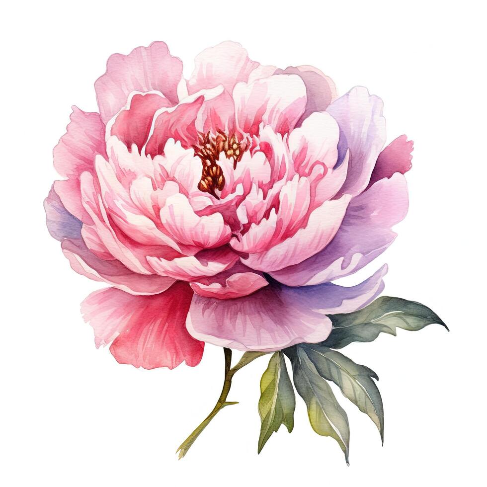 Watercolor beautiful peony flower. Illustration photo
