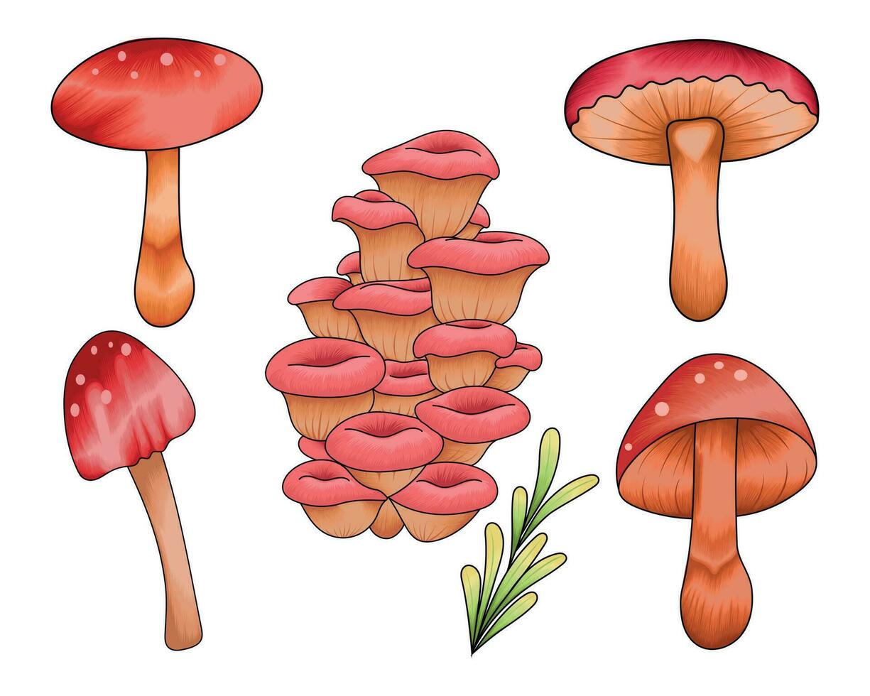 Hand drawn colorful mushroom illustration, autumn forest mushroom collection vector