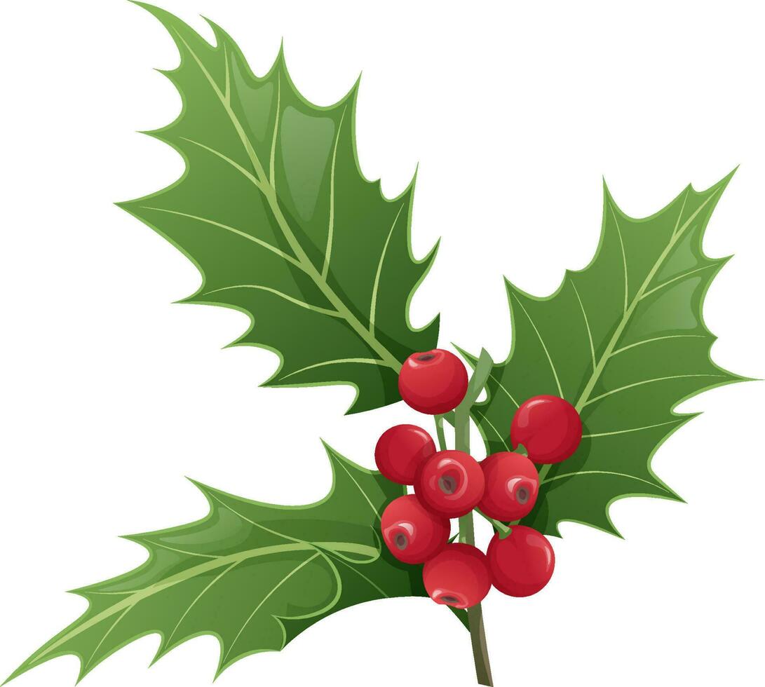 Christmas holly isolated on white background. Christmas and New Year decoration. Vector illustration of plant elements