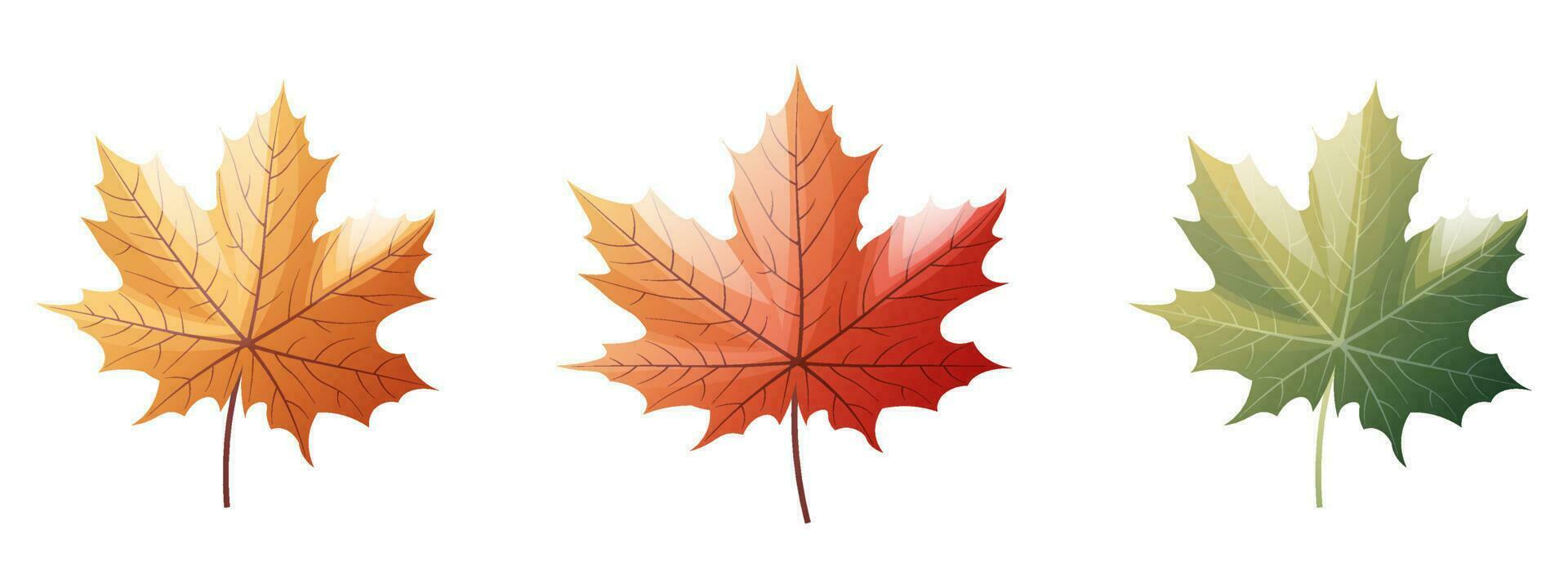 Maple leaves on a white background. Set of multicolored autumn leaves. Cartoon vector illustration. Hello autumn, seasonal theme.